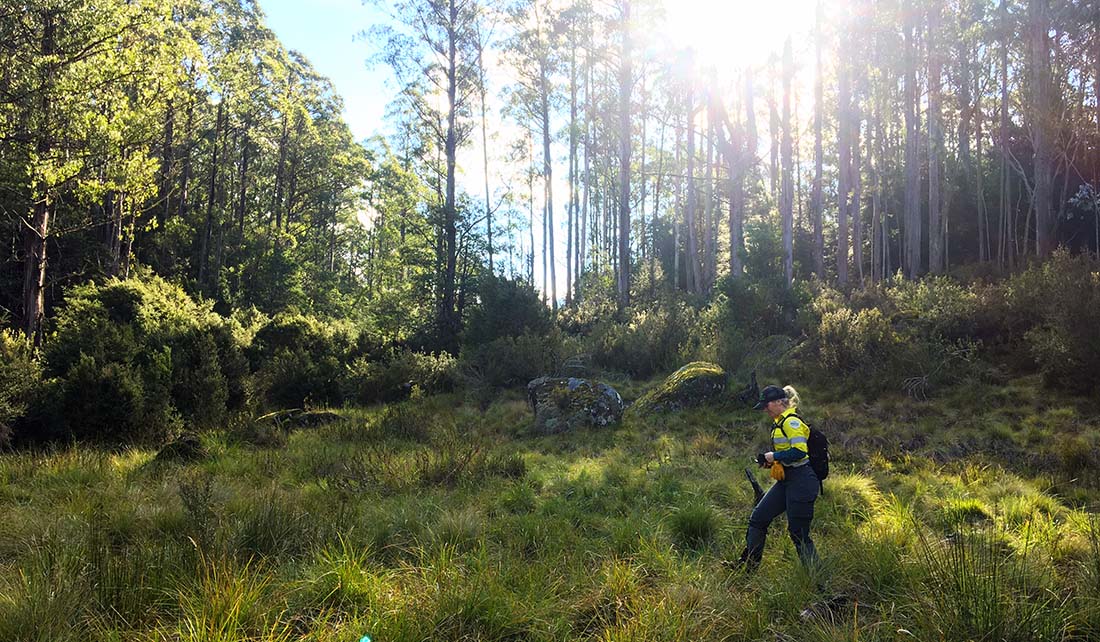 Alpine Sphagnum Bogs and Associated Fens